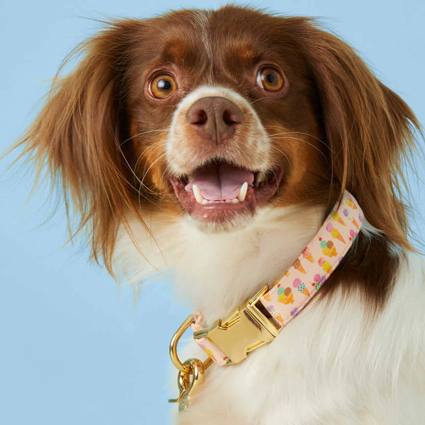 Sundae Funday Dog Collar