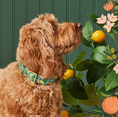 Load image into Gallery viewer, Citrus Floral Collar