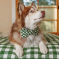 Load image into Gallery viewer, Mini Gingham Hunter Green Dog Bow Tie
