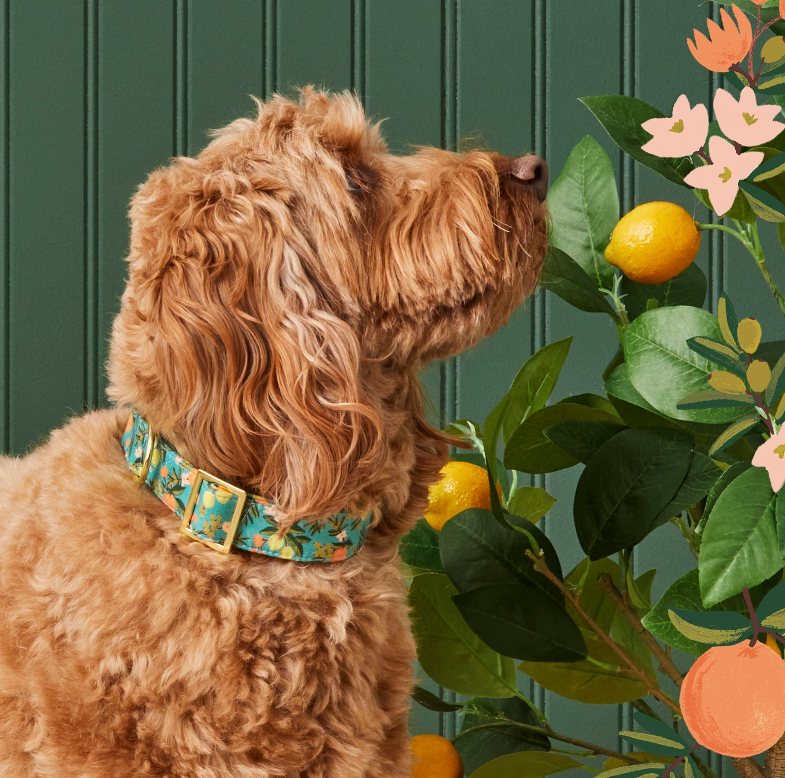 Citrus Floral Collar