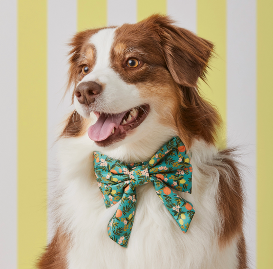 Citrus Floral Lady Dog Bow